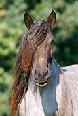 HOR 01 SS0144 01
Head Shot Of Noriker Horse