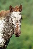 HOR 01 SS0145 01
Head Shot Of Noriker Horse