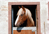 HOR 01 SS0146 01
Head Shot Of Black Forest Horse Looking Through Stall Door