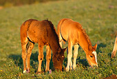 HOR 01 TL0001 01
Two Wild Horse Colts Grazing