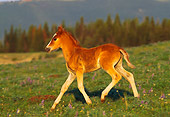 HOR 01 TL0003 01
Profile Of Wild Horse Colt Trotting On Grass