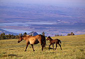 HOR 01 TL0005 01
Wild Horse Mare And Colt Trotting