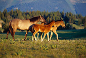 HOR 01 TL0006 01
Herd Of Wild Horses Mare And Colt Trotting