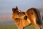 HOR 01 TL0007 01
Wild Horse Colt Scratching Side