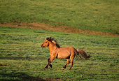 HOR 01 TL0009 01
Wild Horse Stallion Galloping On Pasture