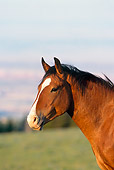 HOR 01 TL0010 01
Profile Head Shot Of Wild Horse