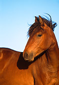 HOR 01 TL0012 01
Portrait Head Shot Of Wild Horse