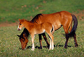 HOR 01 TL0014 01
Wild Horse Mare And Colt Grazing On Pasture