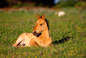 HOR 01 TL0018 01Wild Horse Colt Resting On Grass