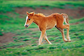 HOR 01 TL0021 01
Profile Of Wild Horse Colt Cantering On Grass
