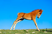 HOR 01 TL0023 01
Wild Horse Colt Stretching