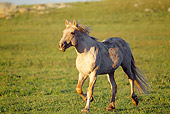 HOR 01 TL0025 01
Wild Horse Stallion Trotting On Grass