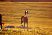 HOR 01 TL0026 01
Wild Horse Colt On Grass