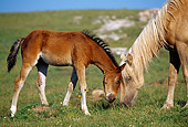 HOR 01 TL0027 01
Palomino Wild Horse Mare And Bay Colt Grazing In Field
