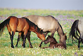 HOR 01 TL0030 01
Bay Wild Horse Nuzzling Colt In Field While Other Horses Graze