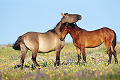 HOR 01 TL0031 01
Grullo And Bay Wild Horses Nuzzling In Field Of Flowers With Blue Sky