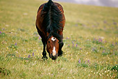 HOR 01 TL0032 01
Head On Shot Of Bay Wild Horse Stallion Grazing In Field