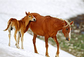 HOR 01 TL0033 01
Wild Horse Mare And Colt Walking On Snowy Slope
