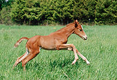 HOR 02 FA0001 01
Chestnut Thoroughbred Foal Galloping In Pasture