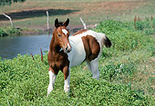 HOR 02 FA0002 01
Bay Paint Horse Foal Standing In Pasture By Pond