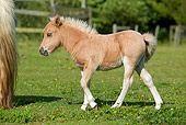 HOR 02 JE0001 01
Shetland Pony Foal Walking In Pasture