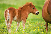 HOR 02 JE0002 01
Shetland Pony Foal Standing In Pasture