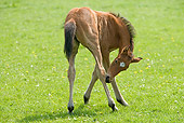 HOR 02 JE0003 01
Bay Philly Standing In Pasture