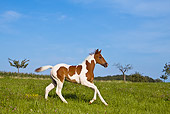 HOR 02 KH0025 01
Skewbald Paint Foal Galloping In Flowery Meadow Profile