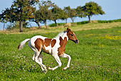 HOR 02 KH0026 01
Skewbald Paint Foal Galloping In Flowery Meadow Profile