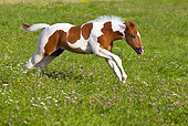 HOR 02 KH0027 01
Skewbald Paint Foal Galloping In Flowery Meadow Profile