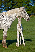 HOR 02 KH0028 01
Portrait Of Appaloosa Mare And Newborn Foal In Meadow