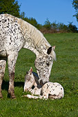 HOR 02 KH0029 01
Portrait Of Appaloosa Mare Nuzzling Newborn Foal In Meadow