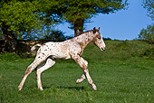 HOR 02 KH0030 01
Newborn Appaloosa Foal Running In Meadow Profile