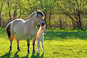 HOR 02 KH0031 01
Fjord Mare And Foal Standing In Meadow In Spring France