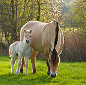 HOR 02 KH0032 01
Fjord Mare And Foal Standing In Meadow In Spring France