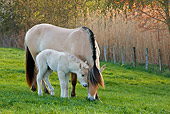HOR 02 KH0033 01
Fjord Mare And Foal Standing In Meadow In Spring France