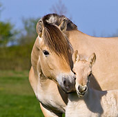 HOR 02 KH0034 01
Close-Up Of Fjord Mare Nuzzling Foal In Meadow In Spring France