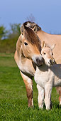 HOR 02 KH0035 01
Close-Up Of Fjord Mare Nuzzling Foal In Meadow In Spring France