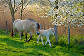 HOR 02 KH0036 01
Fjord Mare And Foal Walking Through Meadow With Cherry Blossoms France