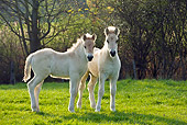 HOR 02 KH0037 01
Two Fjord Foals Standing In Meadow In Spring France
