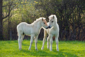 HOR 02 KH0038 01
Two Fjord Foals Nuzzling In Meadow In Spring France