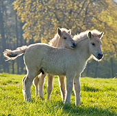 HOR 02 KH0039 01
Two Fjord Foals Playing In Meadow In Spring France