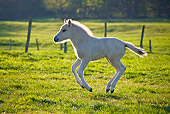 HOR 02 KH0040 01
Fjord Foal Playing In Meadow In Spring France