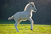HOR 02 KH0041 01
Fjord Foal Playing In Meadow In Spring France