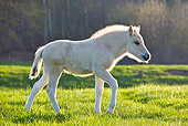 HOR 02 KH0042 01
Fjord Foal Walking In Meadow In Spring France