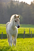 HOR 02 KH0043 01
Fjord Foal Standing In Meadow In Spring France
