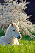 HOR 02 KH0044 01
Fjord Foal Laying In Meadow Near Cherry Blossoms France