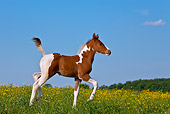 HOR 02 KH0045 01
Paint Quarter Horse Colt Trotting In Spring Meadow France