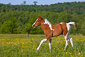 HOR 02 KH0046 01
Paint Quarter Horse Colt Trotting In Spring Meadow France