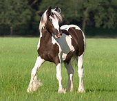 HOR 02 MB0034 01
Gypsy Vanner Filly Walking In Pasture